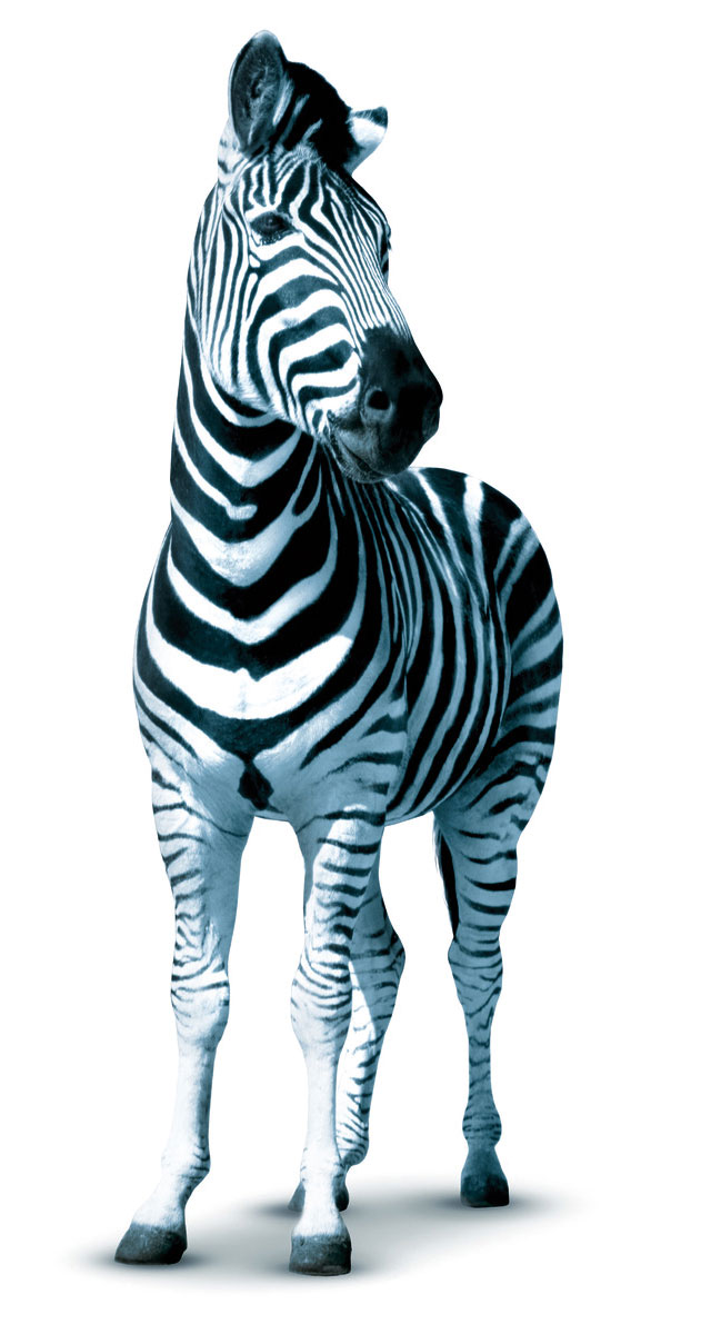 Investec zebra picture